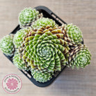 Sempervivum arachnoideum 'Tiny Tots'