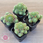 Sempervivum arachnoideum 'Tiny Tots'