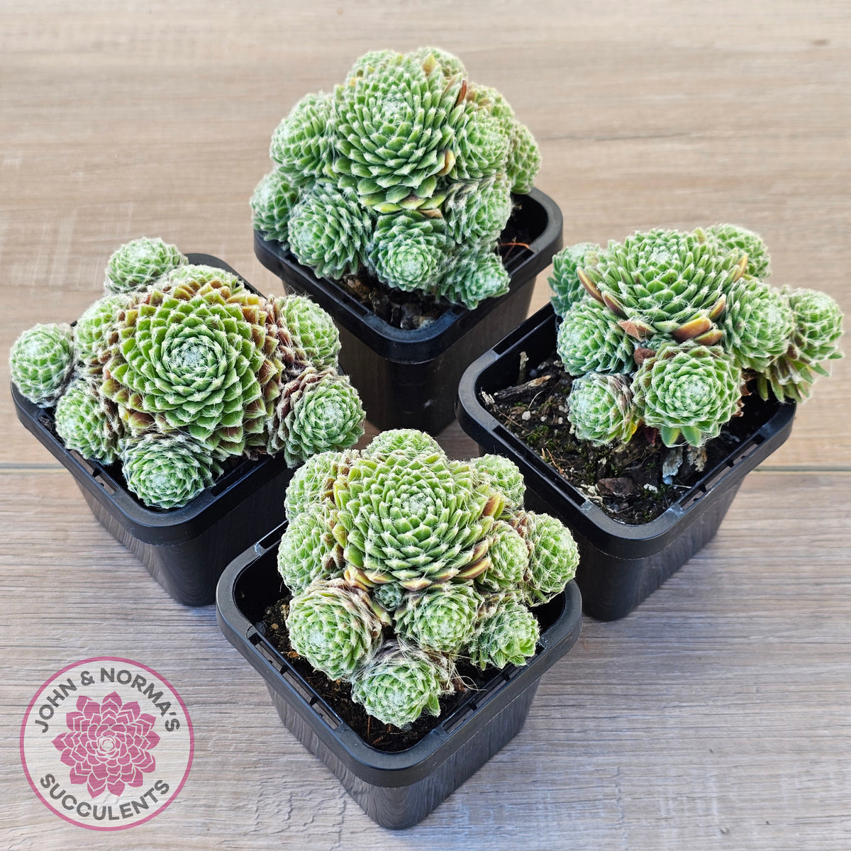 Sempervivum arachnoideum 'Tiny Tots'