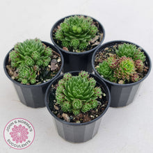 Load image into Gallery viewer, Sempervivum &#39;Tiny Tots&#39;
