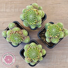 Sempervivum arachnoideum 'Tiny Tots'