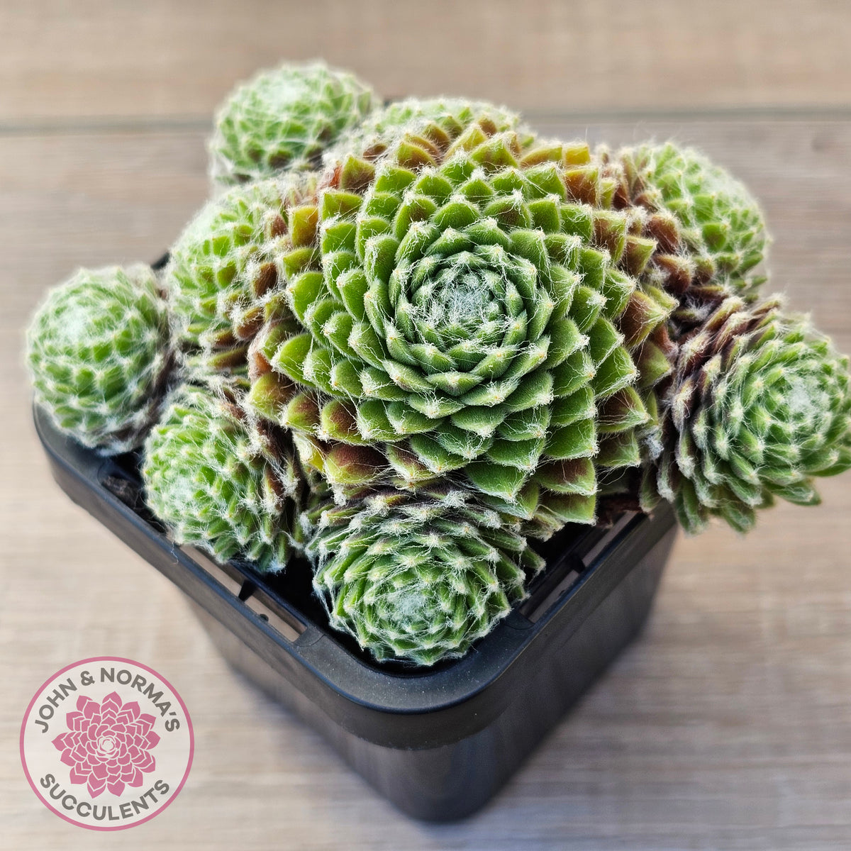 Sempervivum arachnoideum 'Tiny Tots'