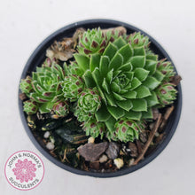 Load image into Gallery viewer, Sempervivum &#39;Tiny Tots&#39;
