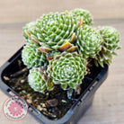 Sempervivum arachnoideum 'Tiny Tots'