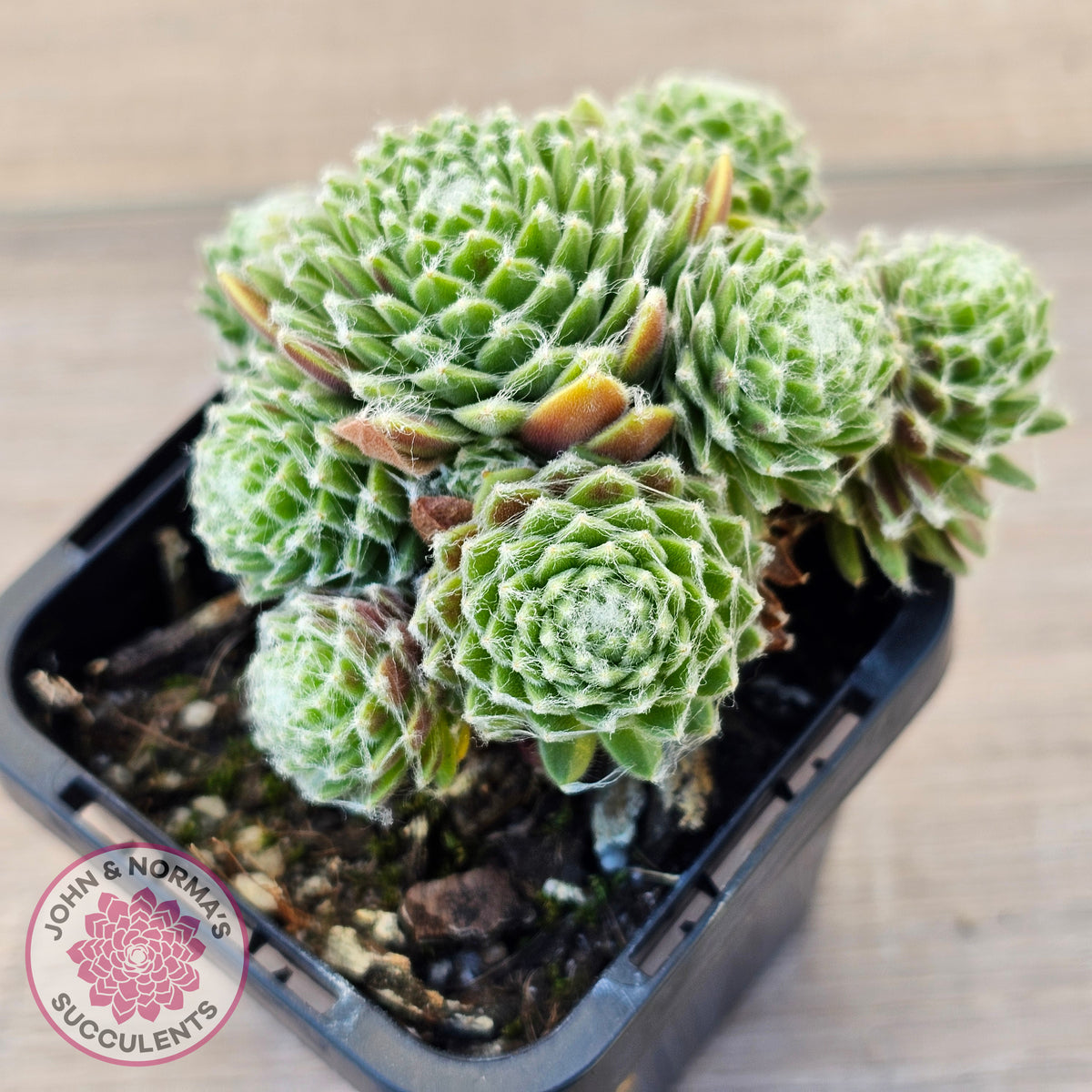 Sempervivum arachnoideum 'Tiny Tots'
