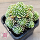 Sempervivum arachnoideum 'Tiny Tots'