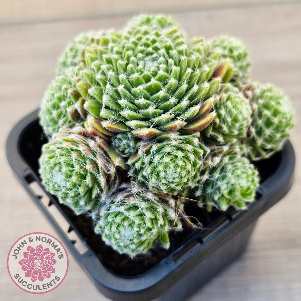 Sempervivum arachnoideum 'Tiny Tots'
