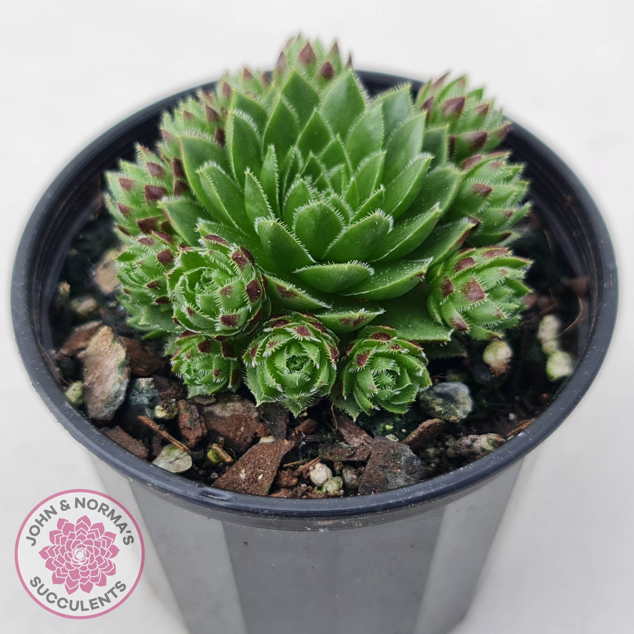 Sempervivum 'Tiny Tots' | John & Norma's Succulents – John & Norma's ...