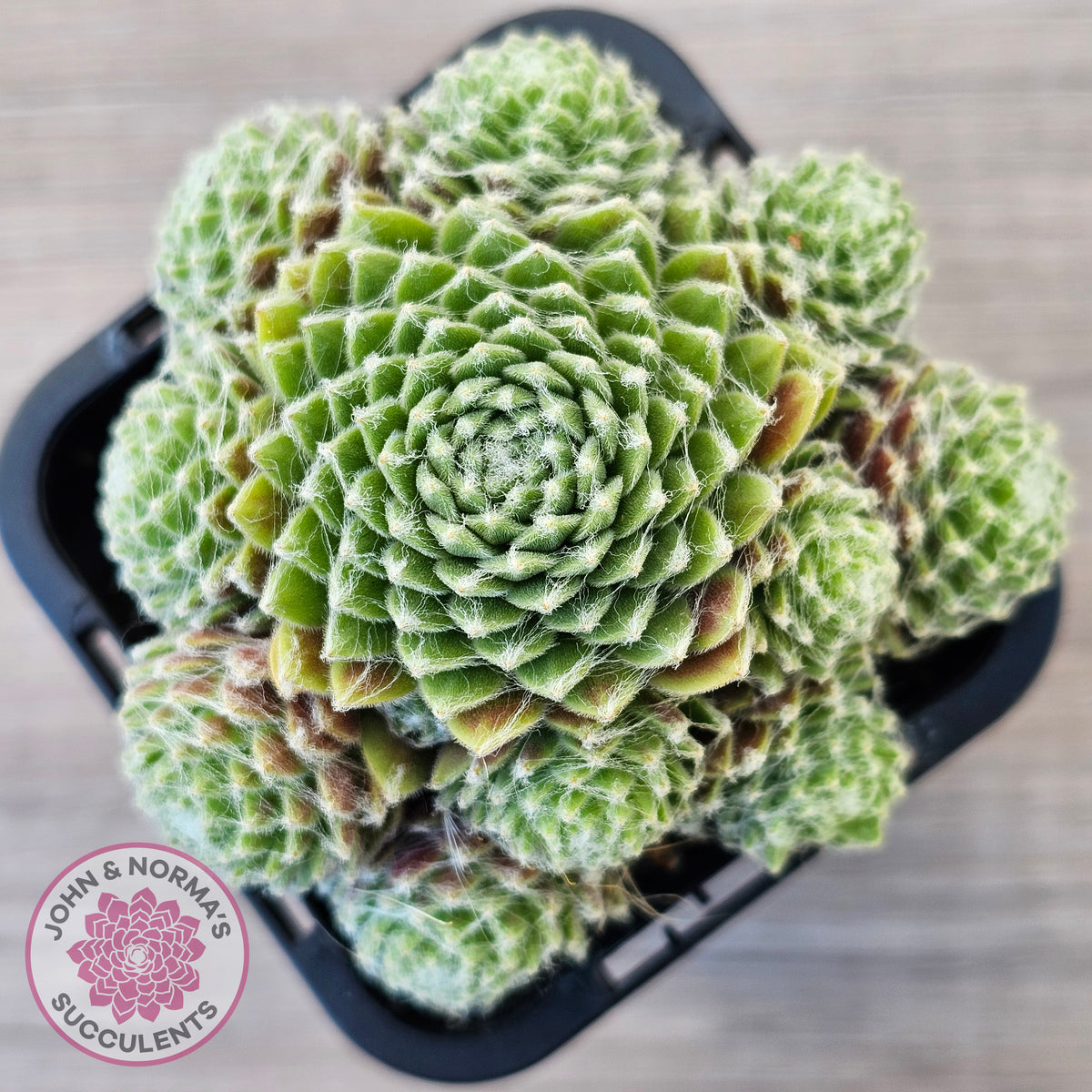 Sempervivum arachnoideum 'Tiny Tots'