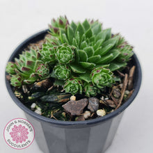 Load image into Gallery viewer, Sempervivum &#39;Tiny Tots&#39;
