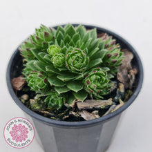 Load image into Gallery viewer, Sempervivum &#39;Tiny Tots&#39;
