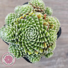 Sempervivum arachnoideum 'Tiny Tots'