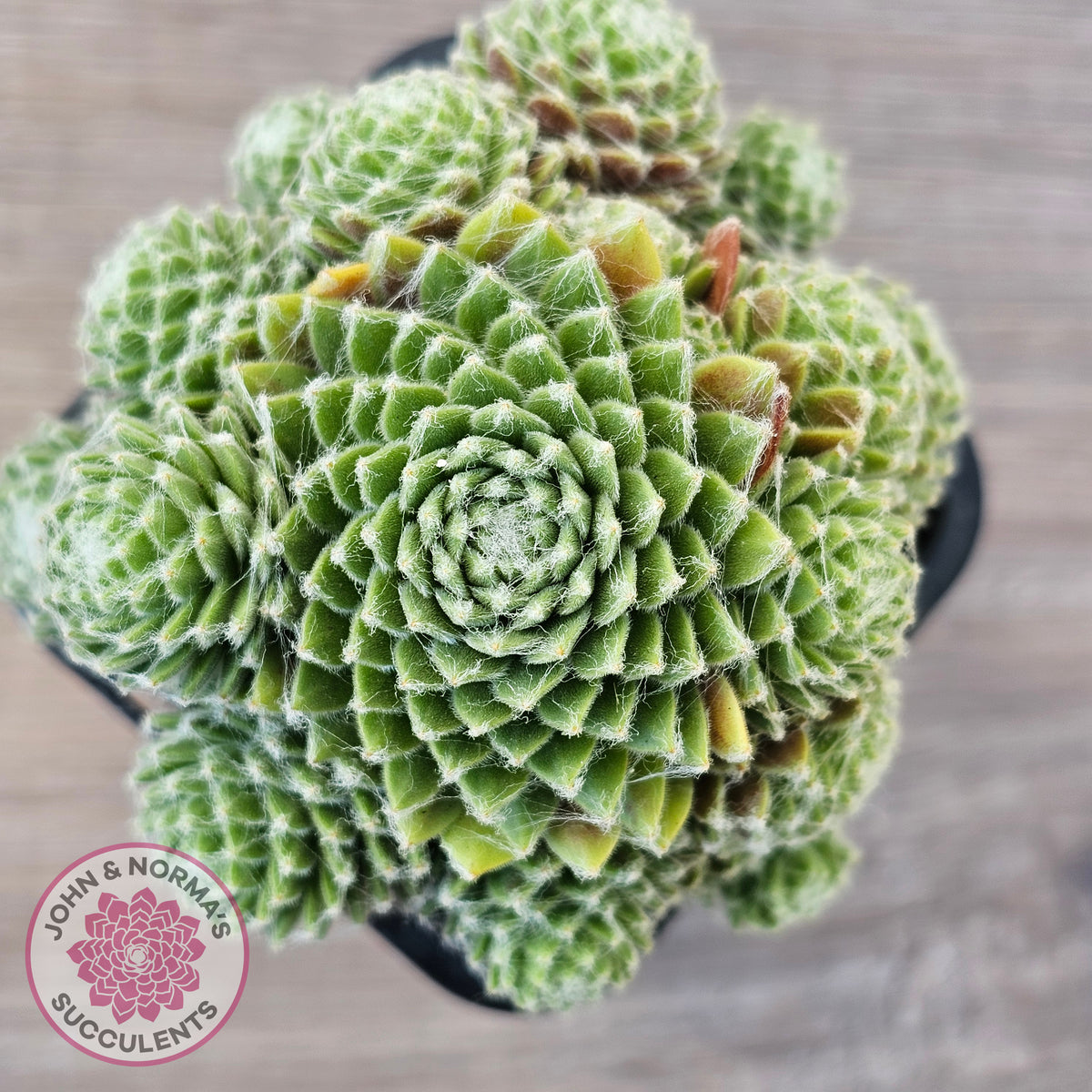 Sempervivum arachnoideum 'Tiny Tots'