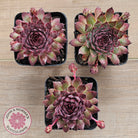 Sempervivum 'Treebeard'