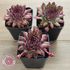 Sempervivum 'Treebeard'