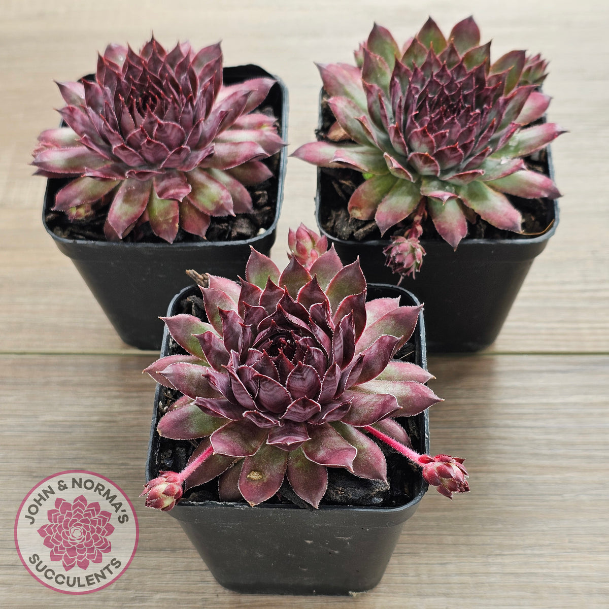 Sempervivum 'Treebeard'