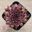 Sempervivum 'Treebeard'