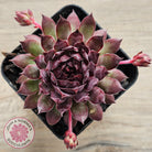 Sempervivum 'Treebeard'