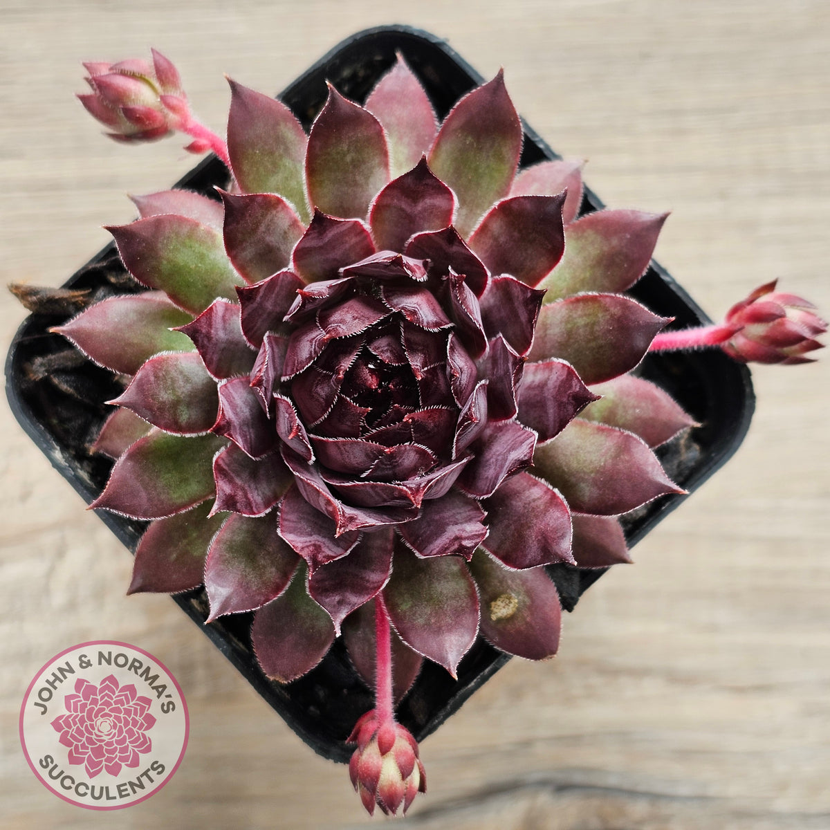 Sempervivum 'Treebeard'