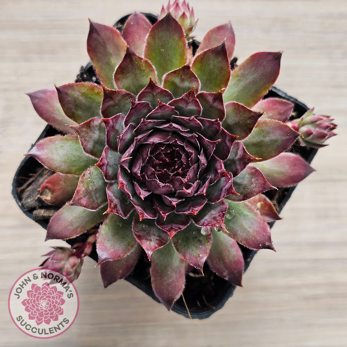 Sempervivum 'Treebeard'