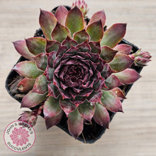 Load image into Gallery viewer, Sempervivum &#39;Treebeard&#39;
