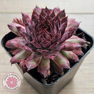 Sempervivum 'Treebeard'