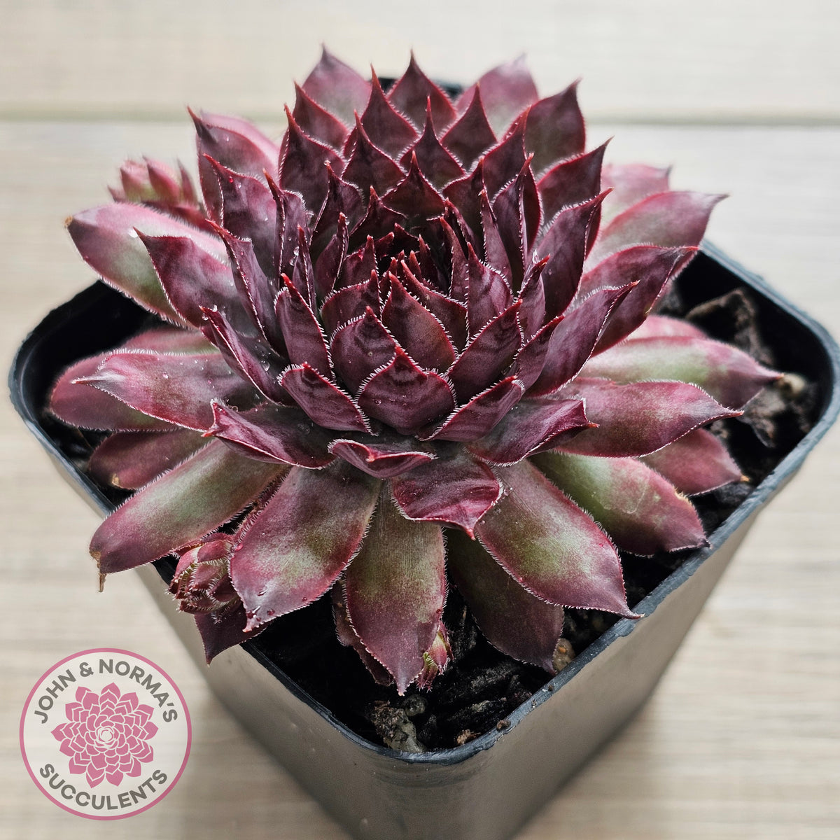 Sempervivum 'Treebeard'