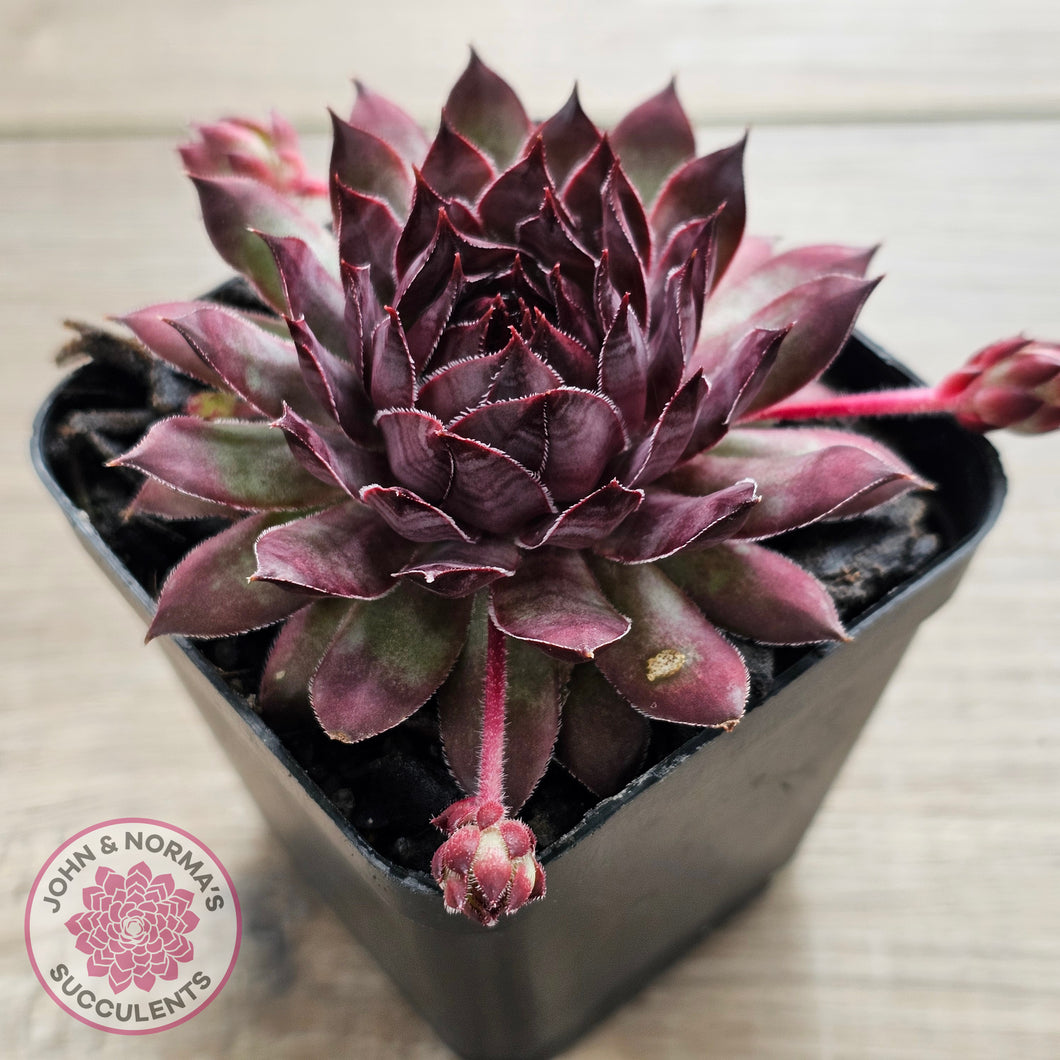 Sempervivum 'Treebeard'