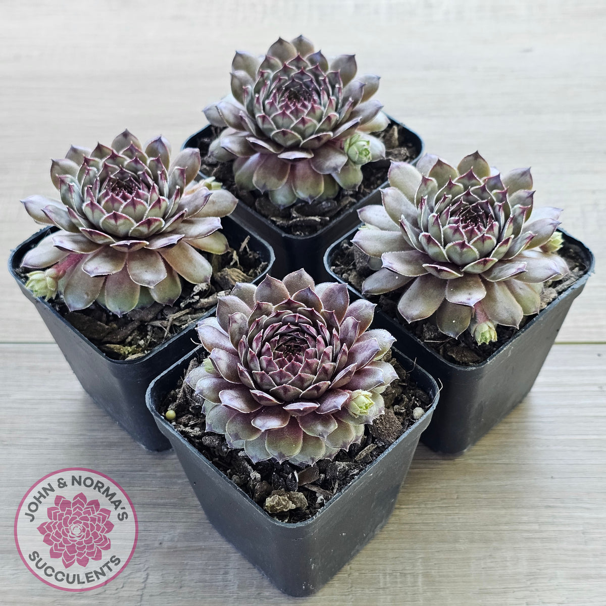 Sempervivum 'Tristesse'