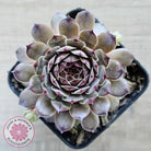 Sempervivum 'Tristesse'