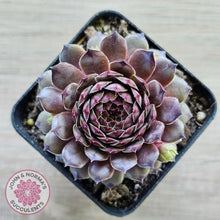 Load image into Gallery viewer, Sempervivum &#39;Tristesse&#39;
