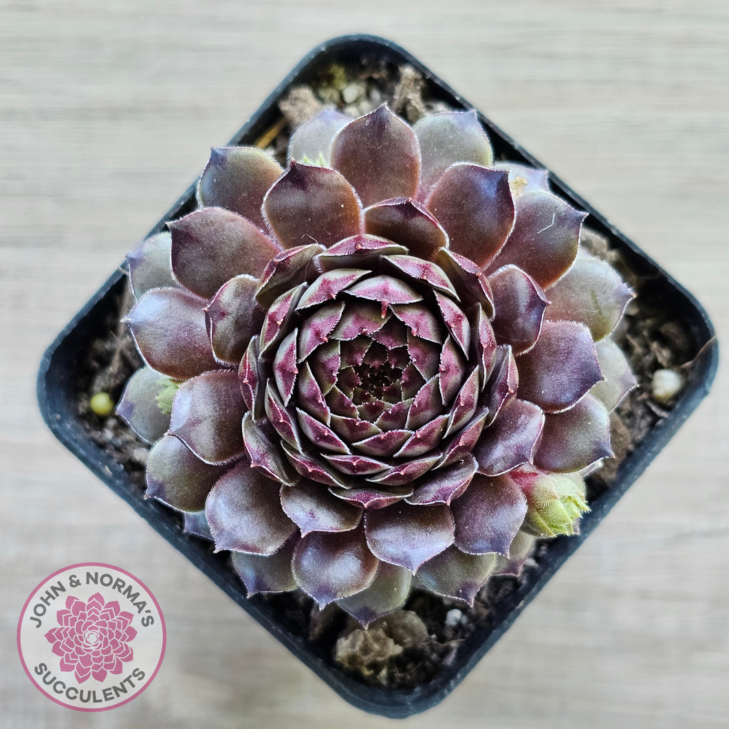 Sempervivum 'Tristesse'