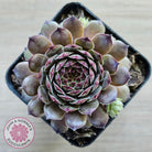 Sempervivum 'Tristesse'