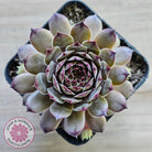 Sempervivum 'Tristesse'