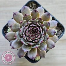 Load image into Gallery viewer, Sempervivum &#39;Tristesse&#39;
