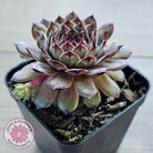 Sempervivum 'Tristesse'
