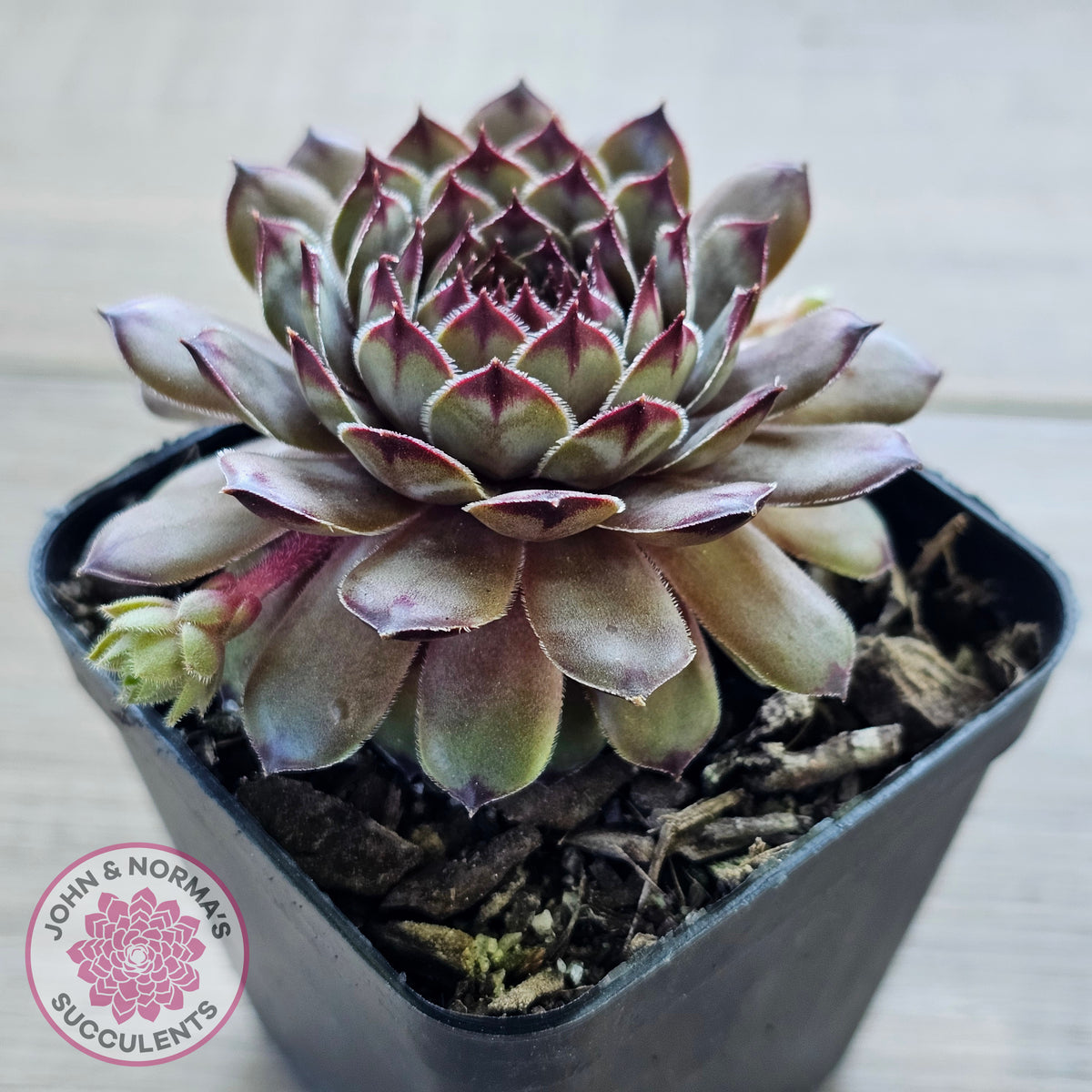 Sempervivum 'Tristesse'