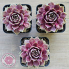 Sempervivum 'VJ10'