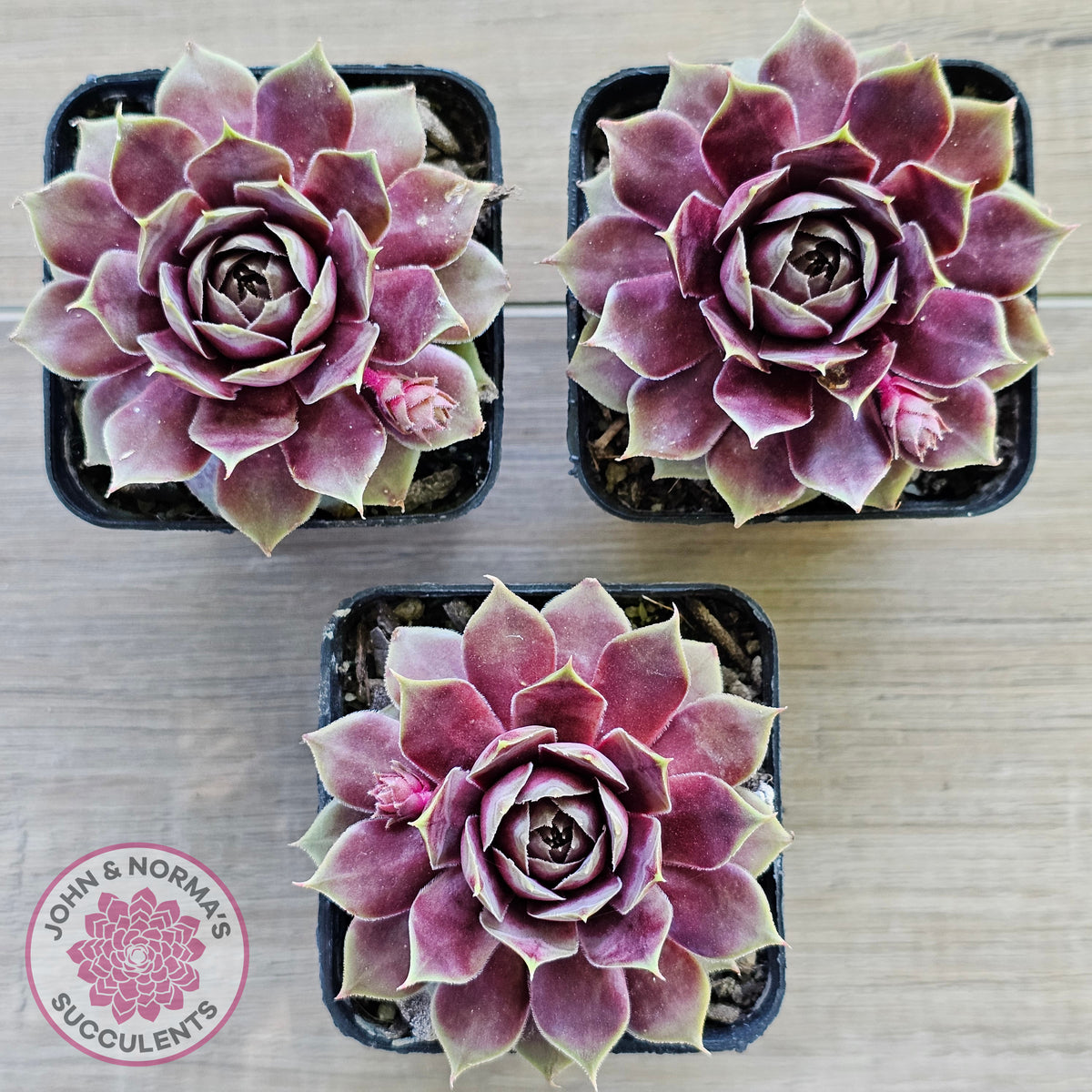 Sempervivum 'VJ10'