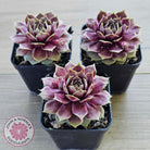Sempervivum 'VJ10'