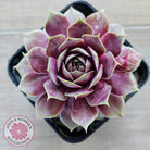 Sempervivum 'VJ10'