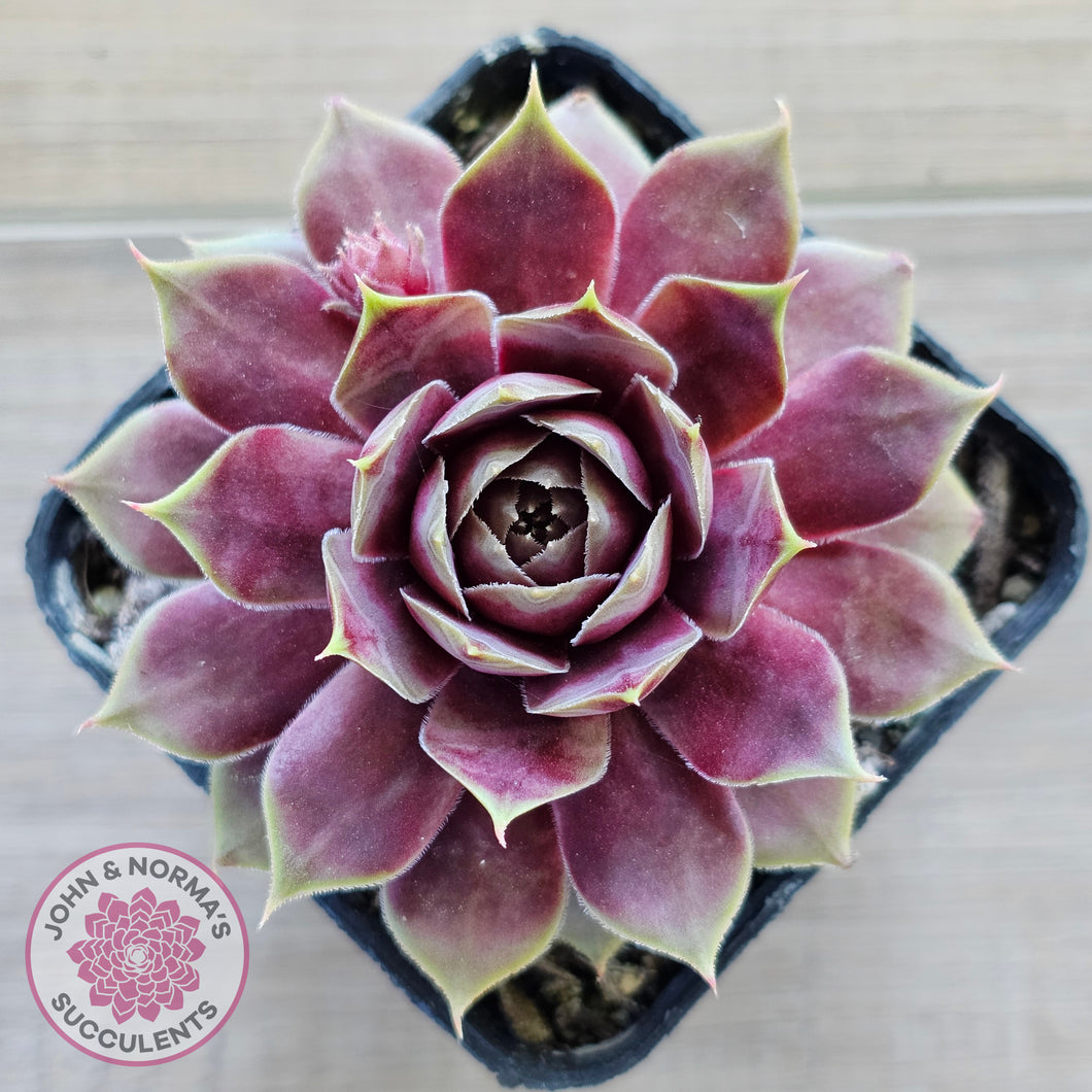 Sempervivum 'VJ10'