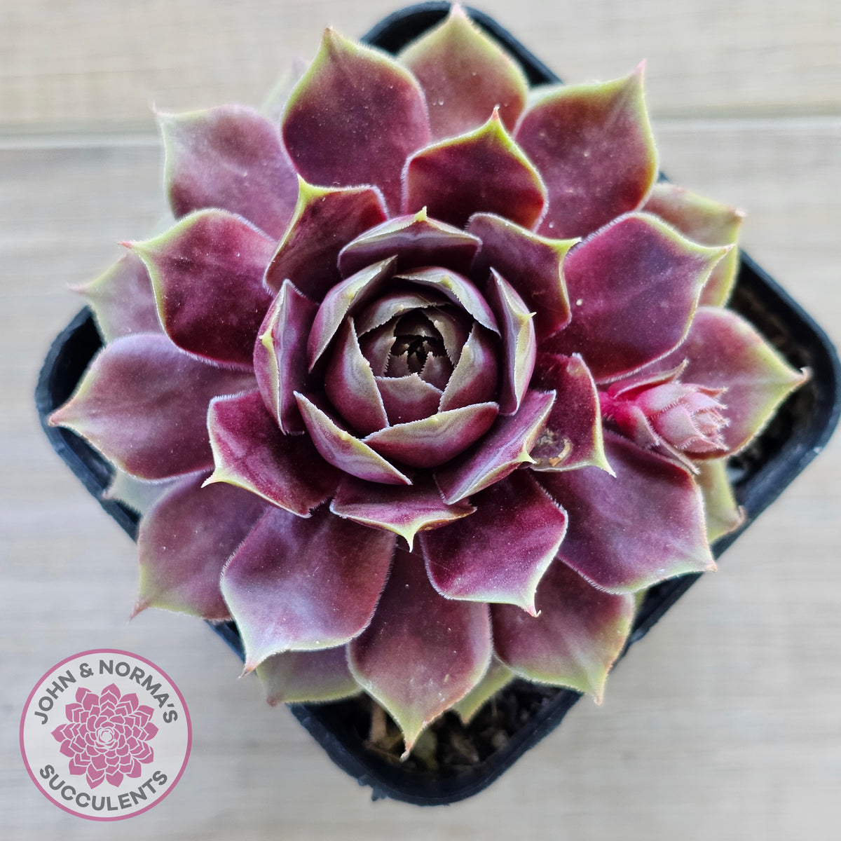 Sempervivum 'VJ10'