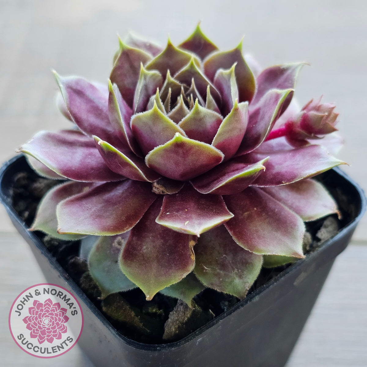 Sempervivum 'VJ10'
