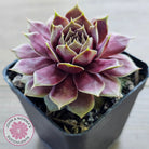Sempervivum 'VJ10'
