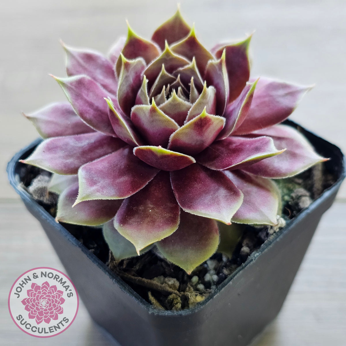 Sempervivum 'VJ10'