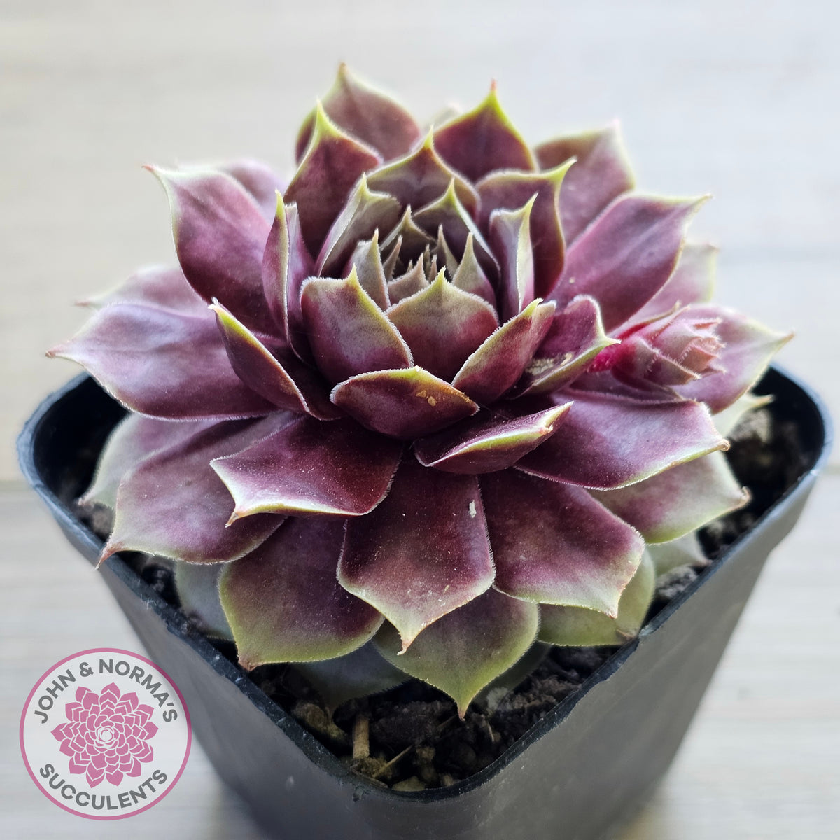 Sempervivum 'VJ10'