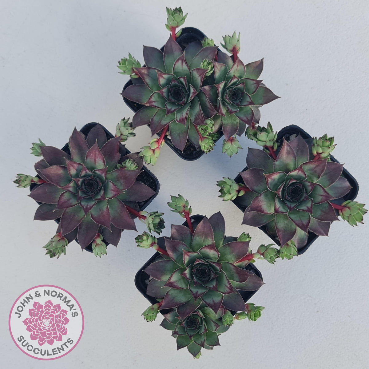 Sempervivum 'Wierdo'