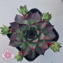 Load image into Gallery viewer, Sempervivum &#39;Wierdo&#39; - John &amp; Norma&#39;s Succulents Australia
