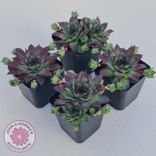 Load image into Gallery viewer, Sempervivum &#39;Wierdo&#39; - John &amp; Norma&#39;s Succulents Australia
